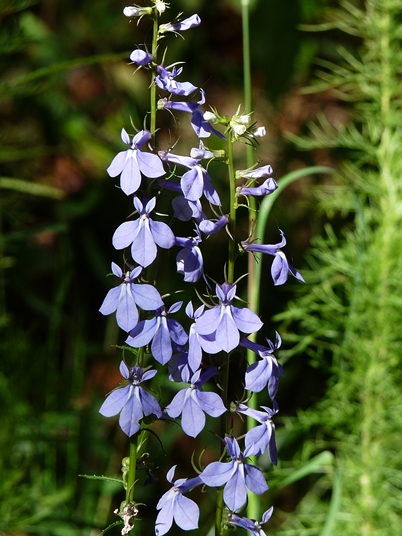 {Lobelia amoena}